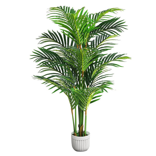 CN Zhejiang Areca Palm Silk Tree Multi Trunk Indoor Plant