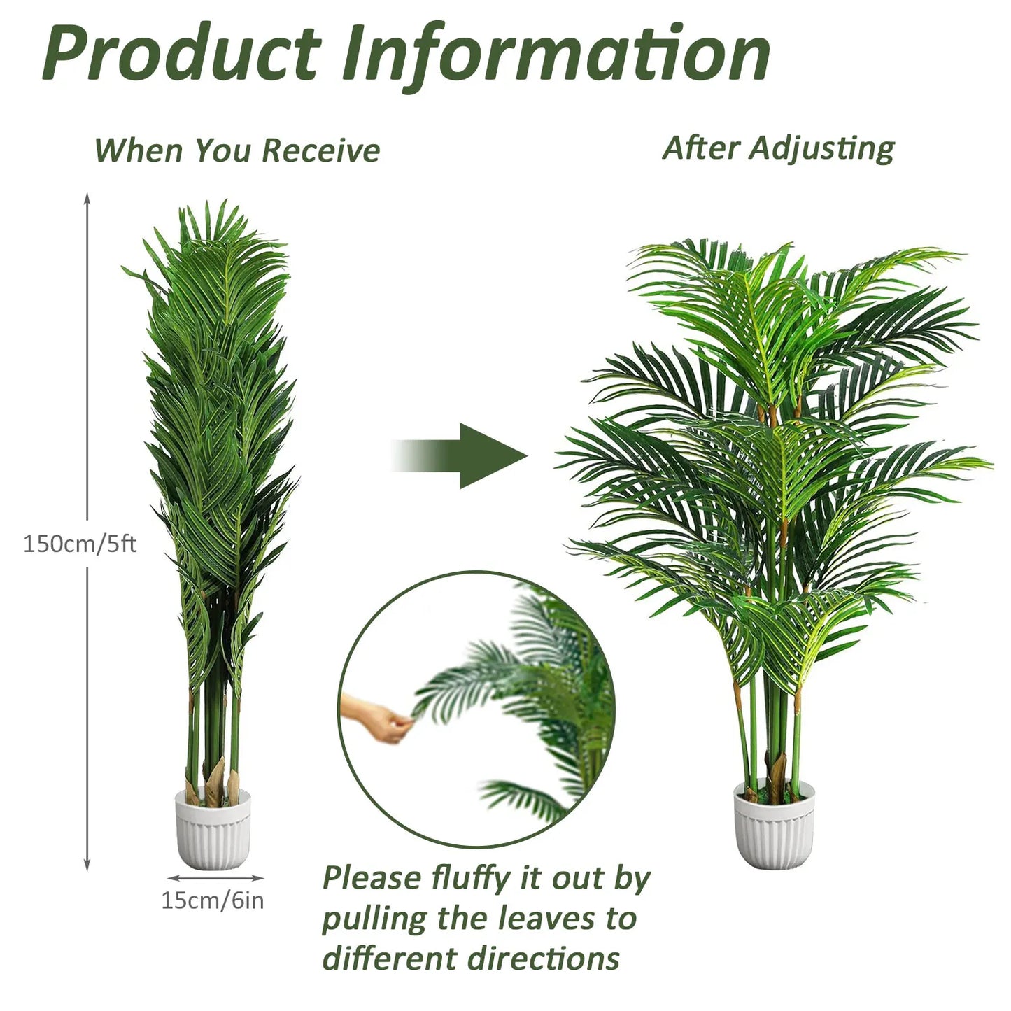 CN Zhejiang Areca Palm Silk Tree Multi Trunk Indoor Plant